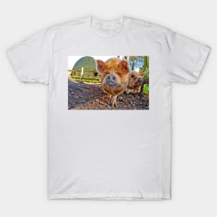 New Zealand Kunekune Pig T-Shirt